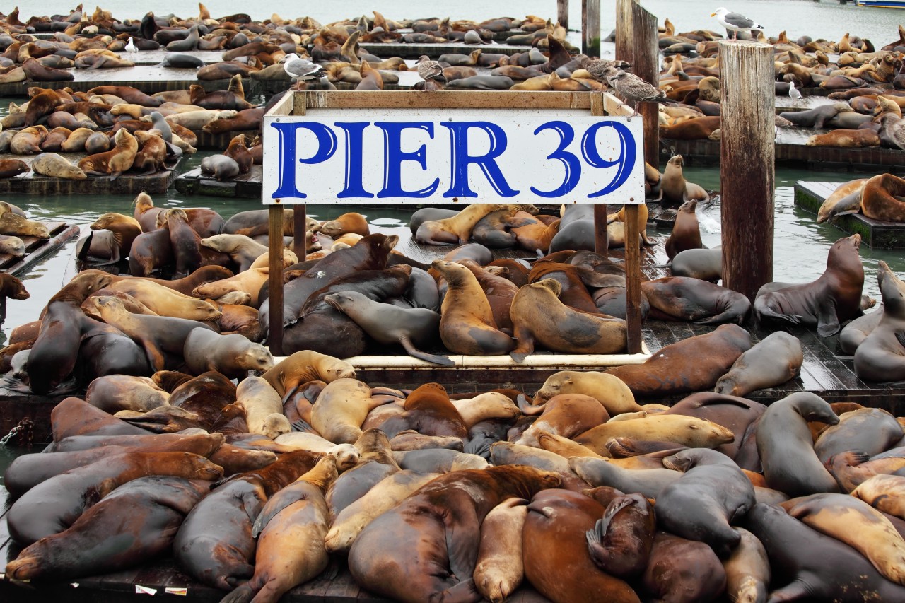 <p>Les lions de mer sur le Pier 39 à San Francisco.</p>