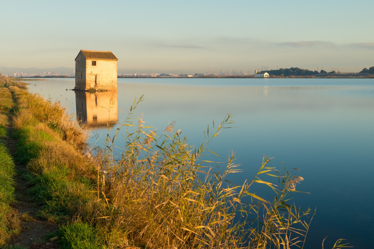 Champ de riz inondé près de La Albufera.