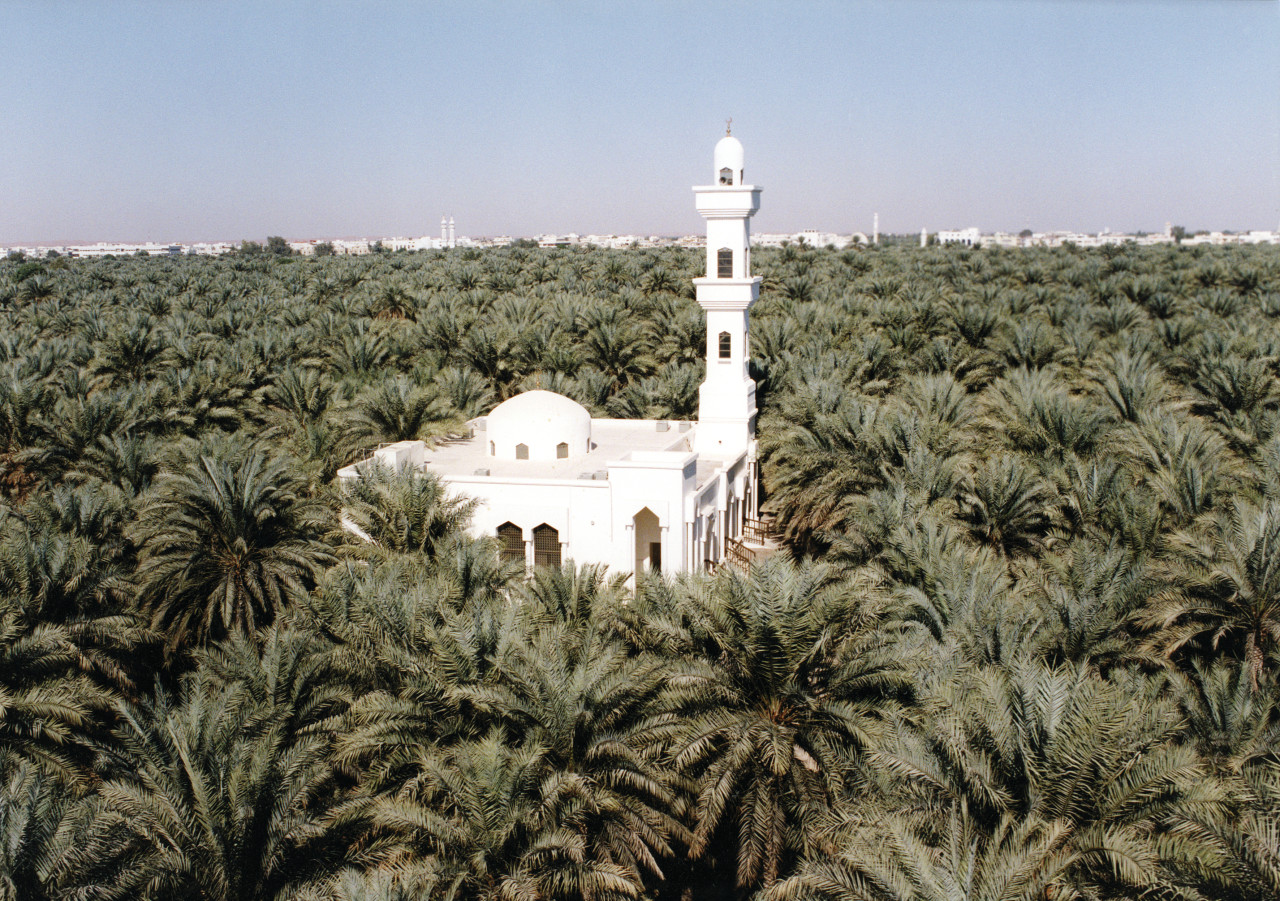 Mosquée entourée de palmiers.