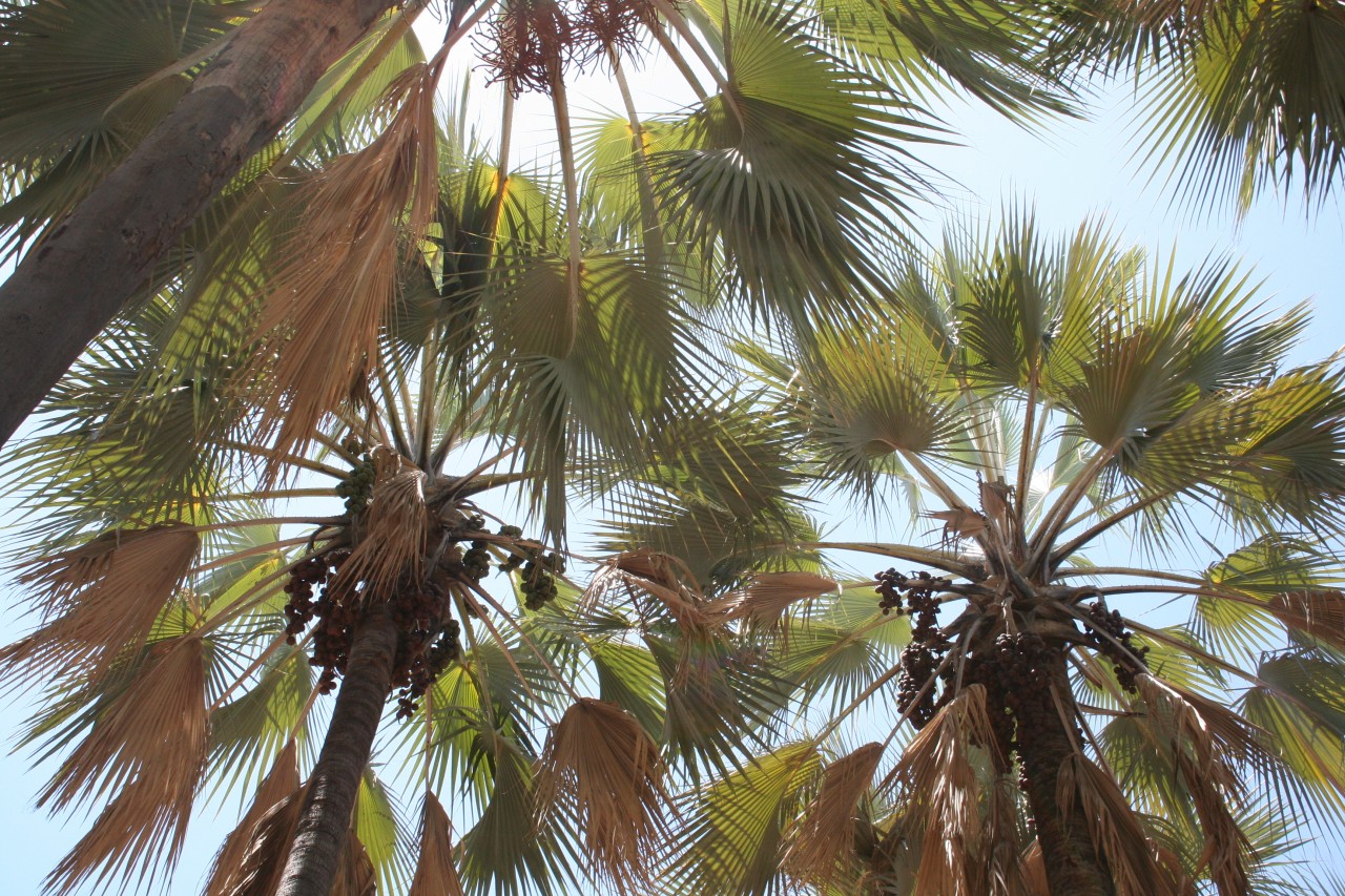 Noix de palmiers, makalani.