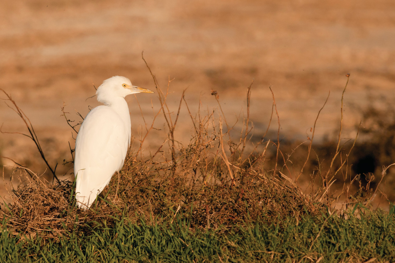 Observation des oiseaux, Parc naturel du Delta de l'Ebre.