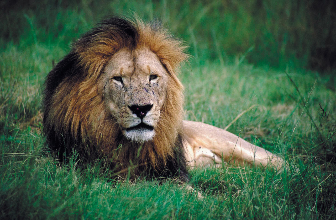 Lion au sein du Kruger National Park