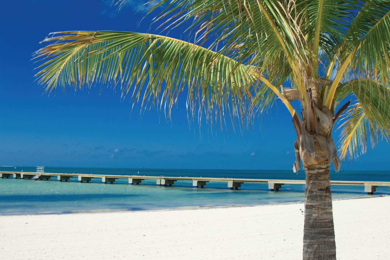 Palmier de la plage de Key West.