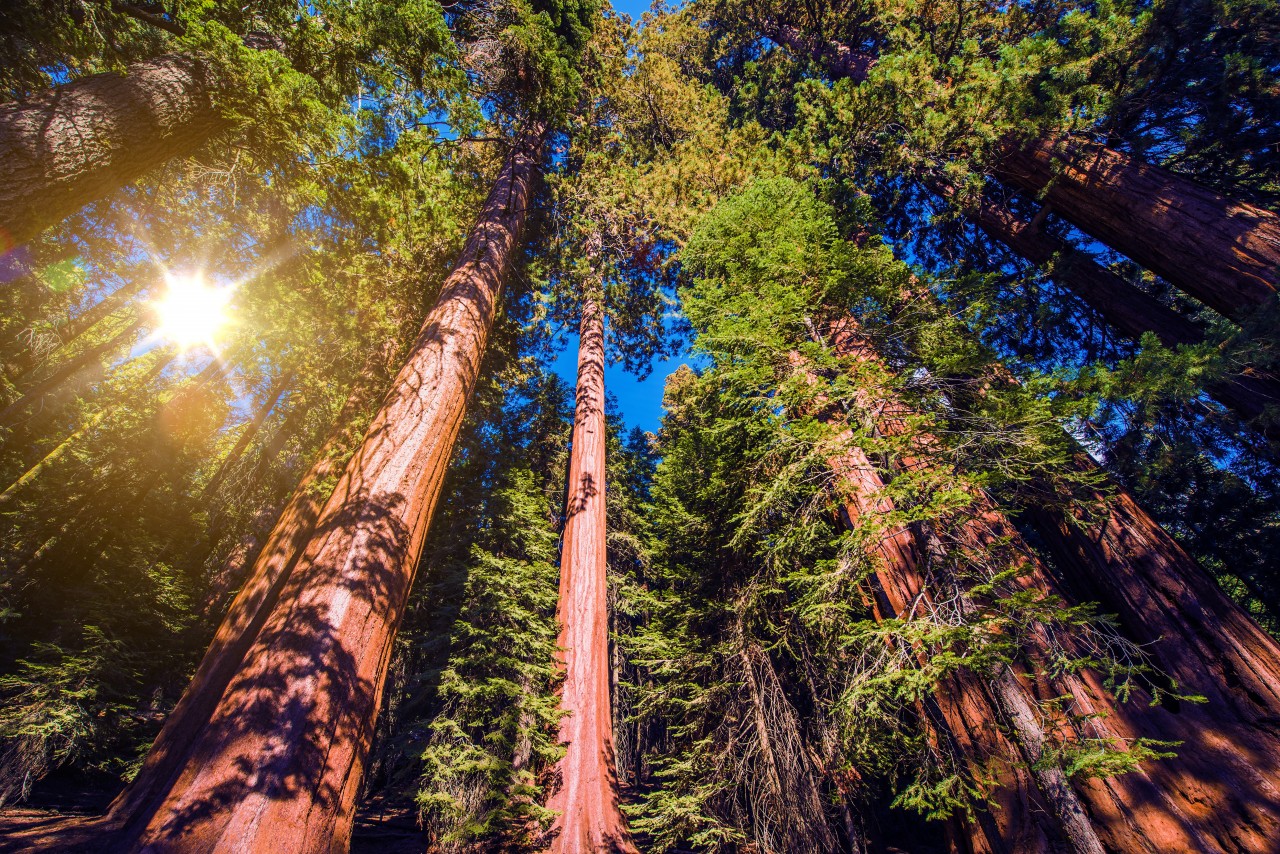 Sequoia National Park.