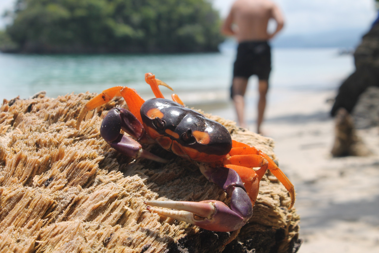 Shooting de Crabe à Isla Canales.