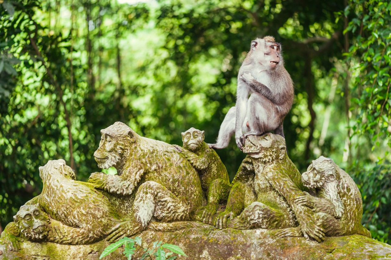 Forêt sacrée des singes.