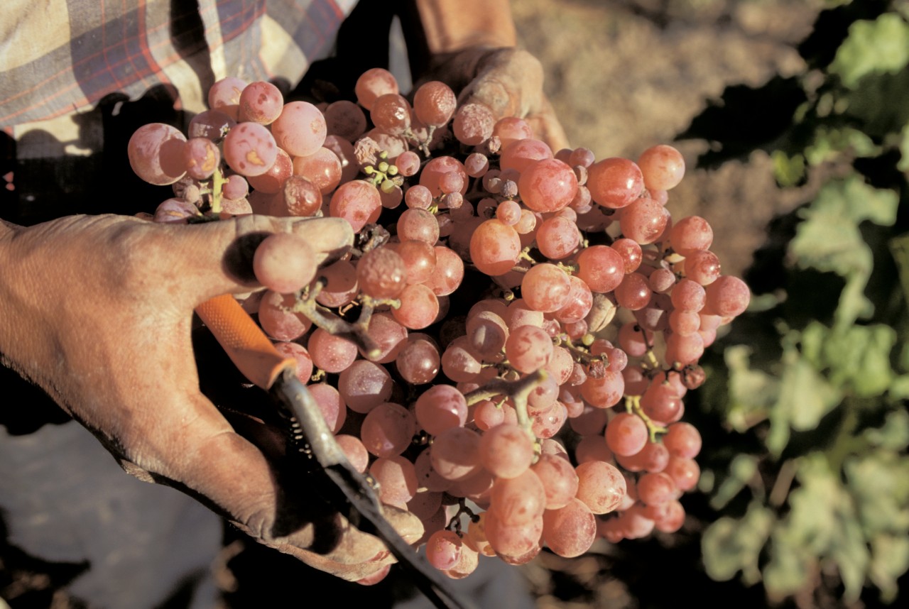 Vignes de La Serena