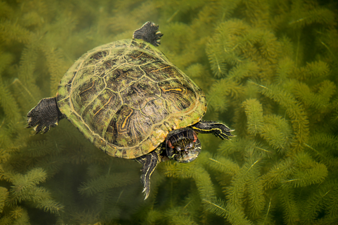 Tortue dans les eaux du Macritchie reservoir.