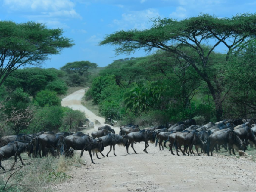 Wildebeest