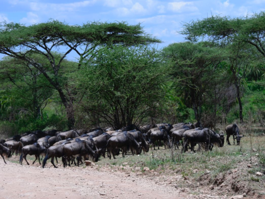 Wildebeest