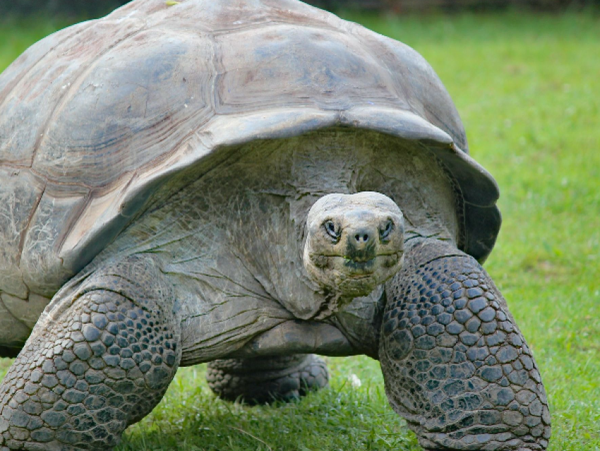 Giant Tortoise