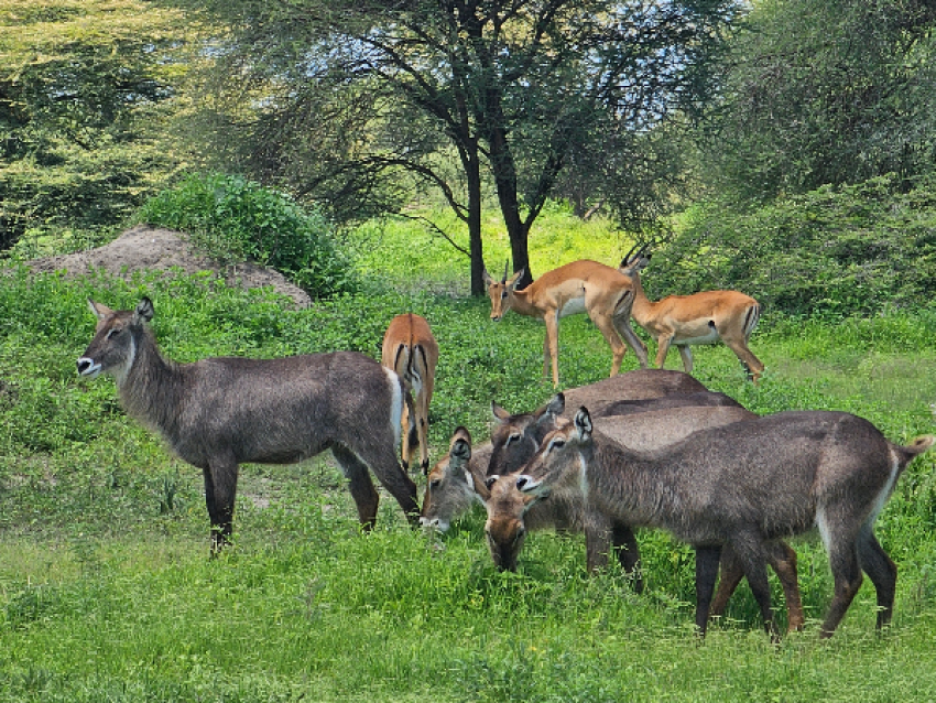 weiblicher Wasserbock und Impala