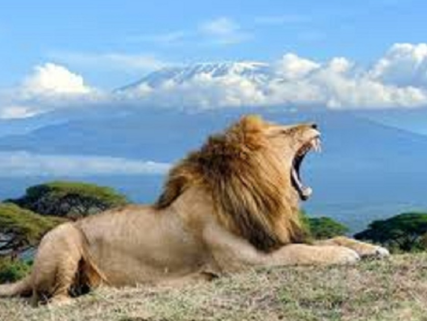 LÖWE IN AMBOSELI