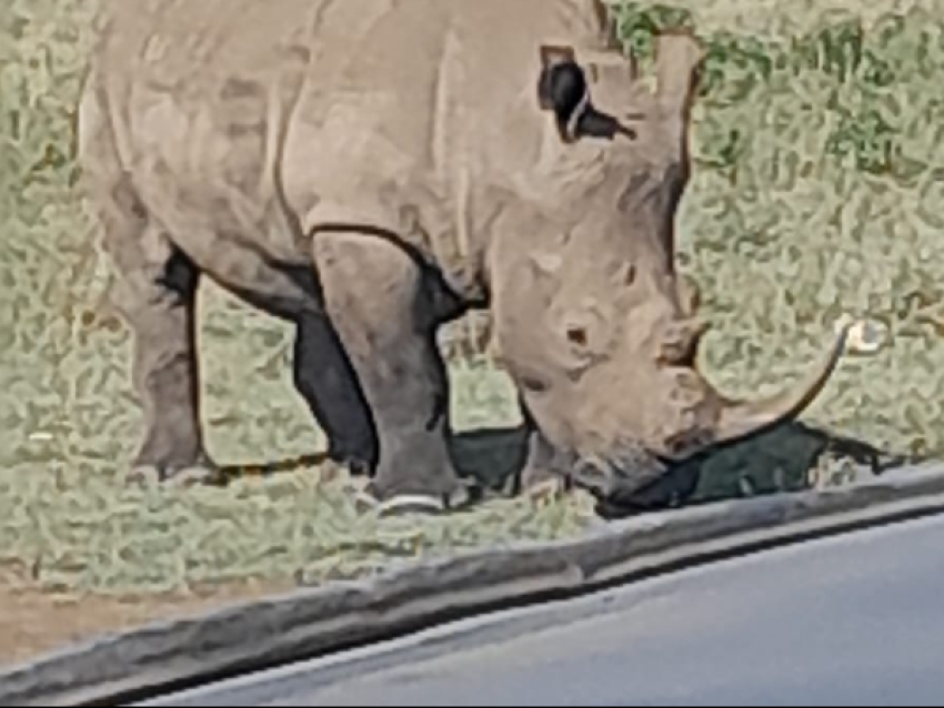 Maasai Mara