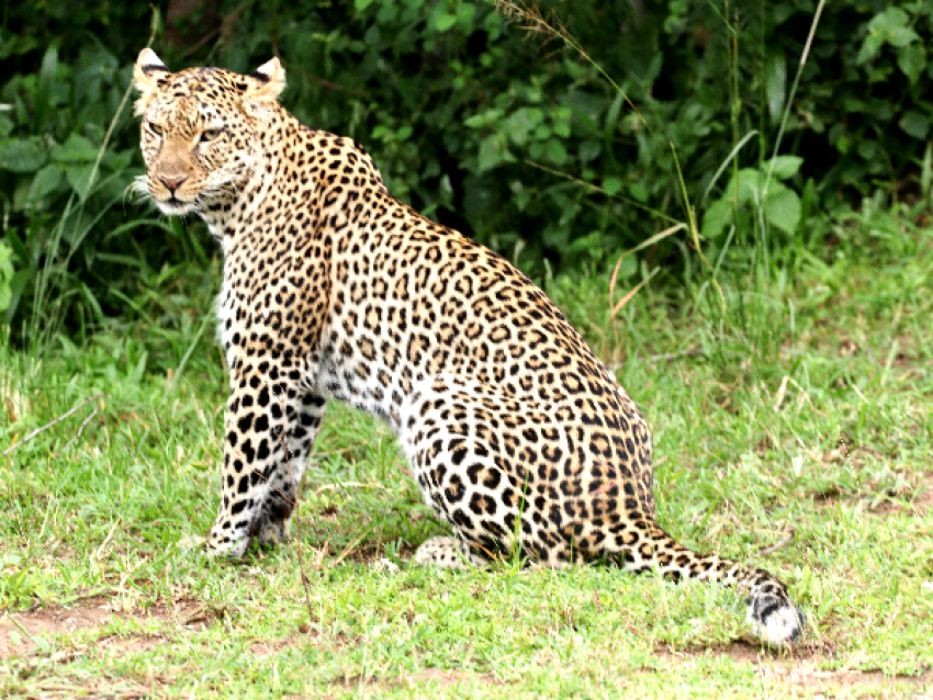 Leopard im Akagera-Nationalpark