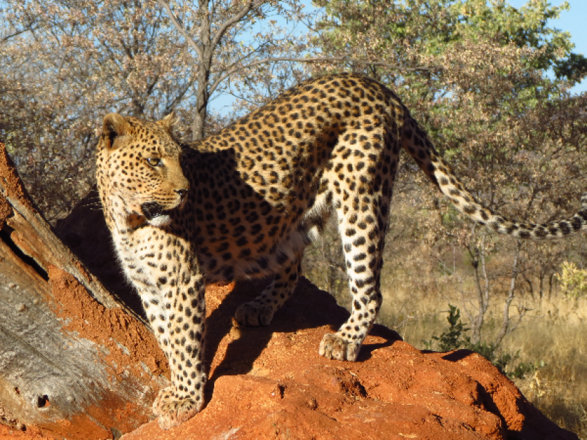 Okonjima Naturreservat