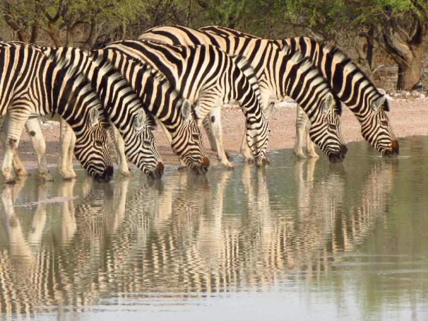 Burchell's Zebra in Etosha