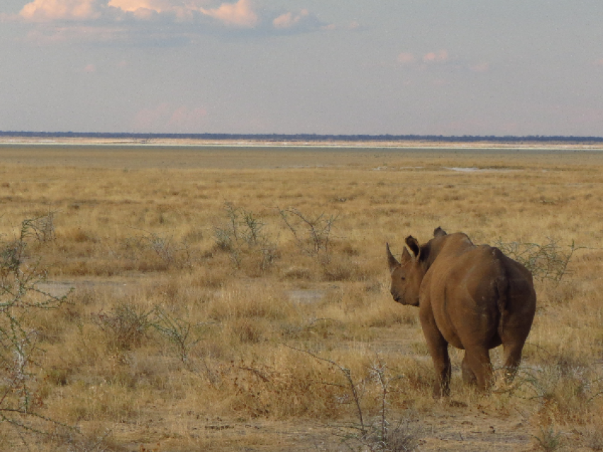 Etosha NP