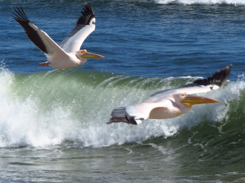 Pelicans in Sandwich Harbour