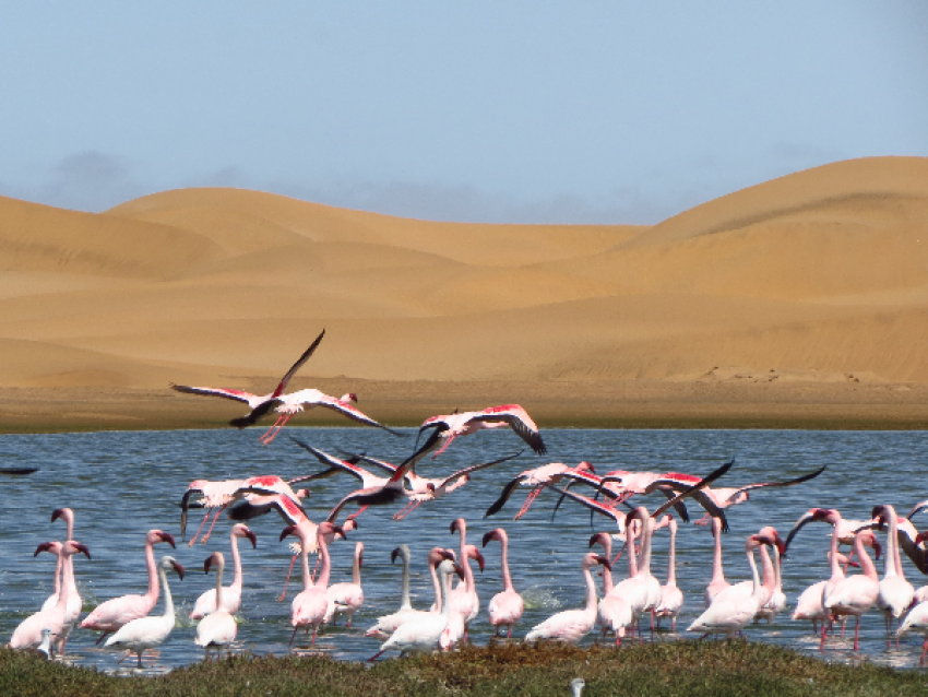 Vogelparadies bei Walvis Bay