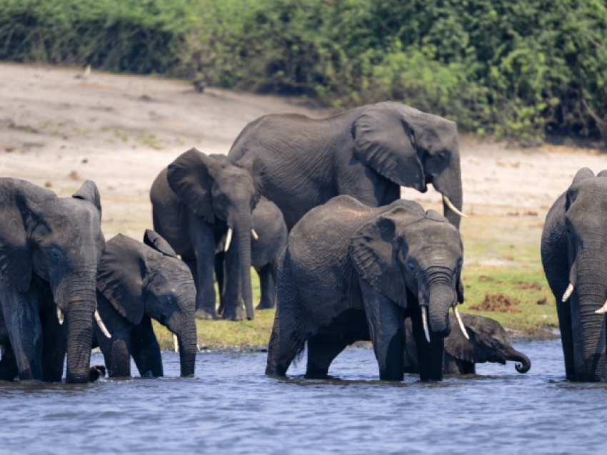 Elefanten - Okavango Delta